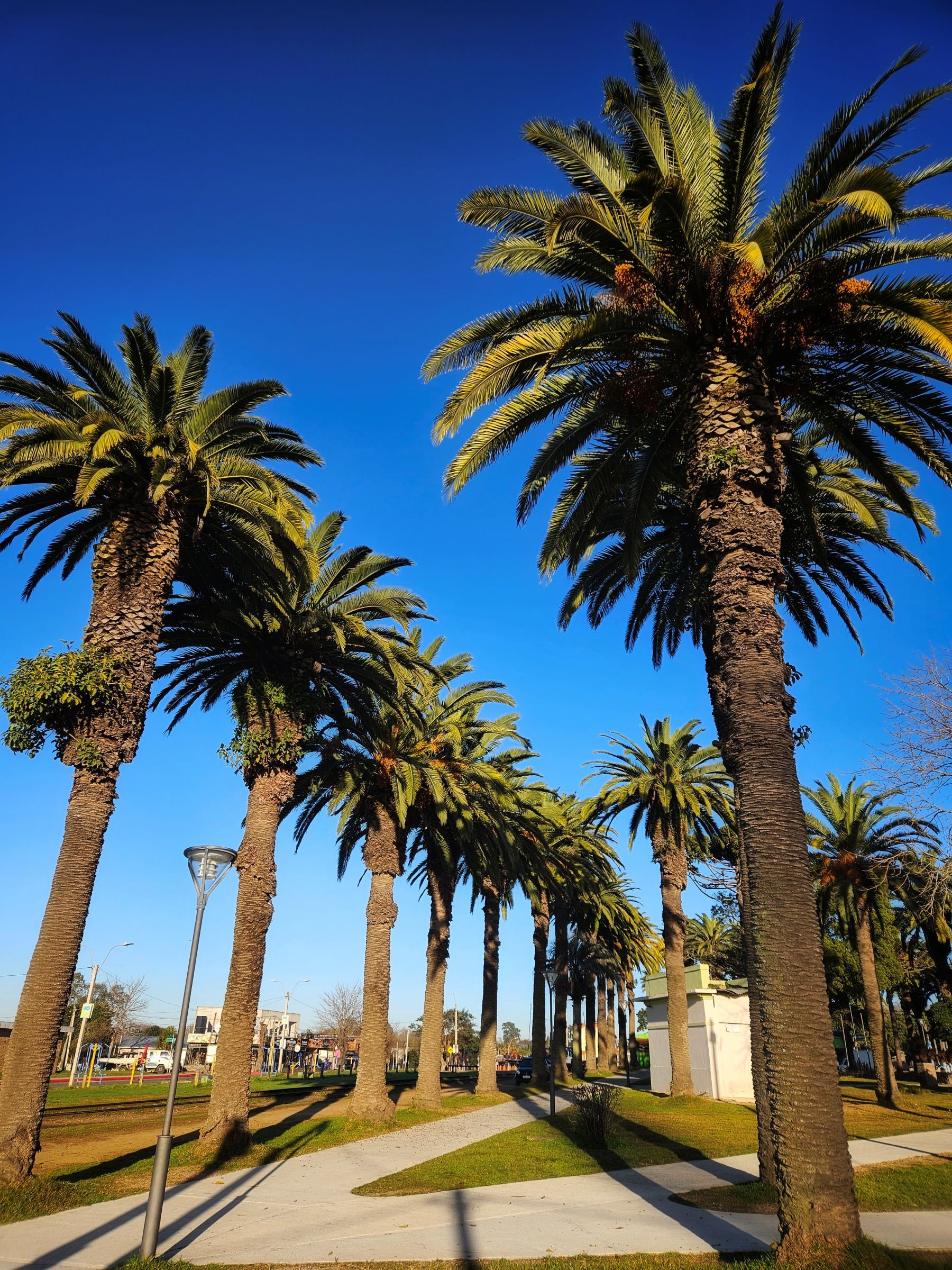 TRATAMIENTOS PICUDO ROJO