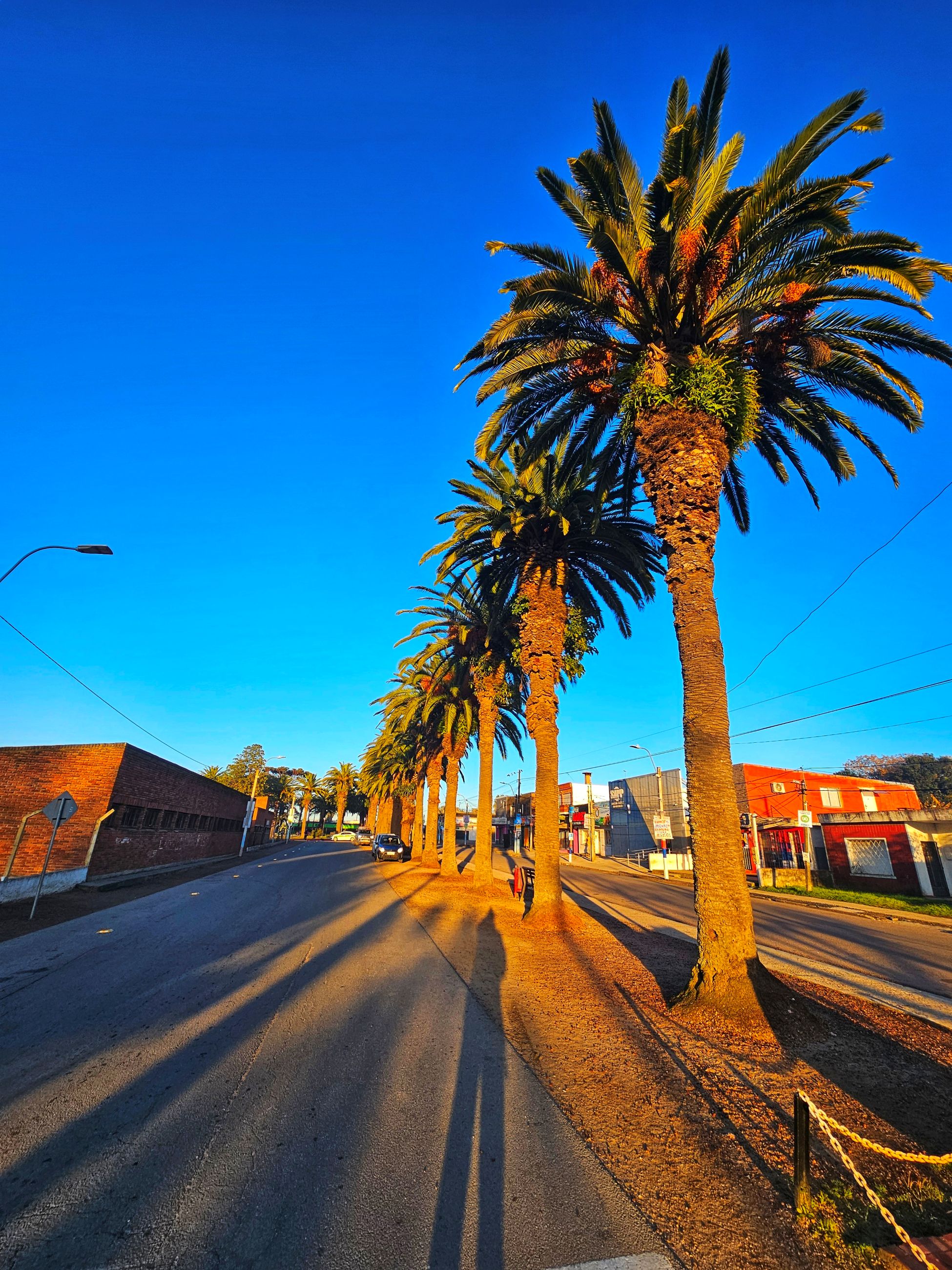 TRATAMIENTOS PICUDO ROJO