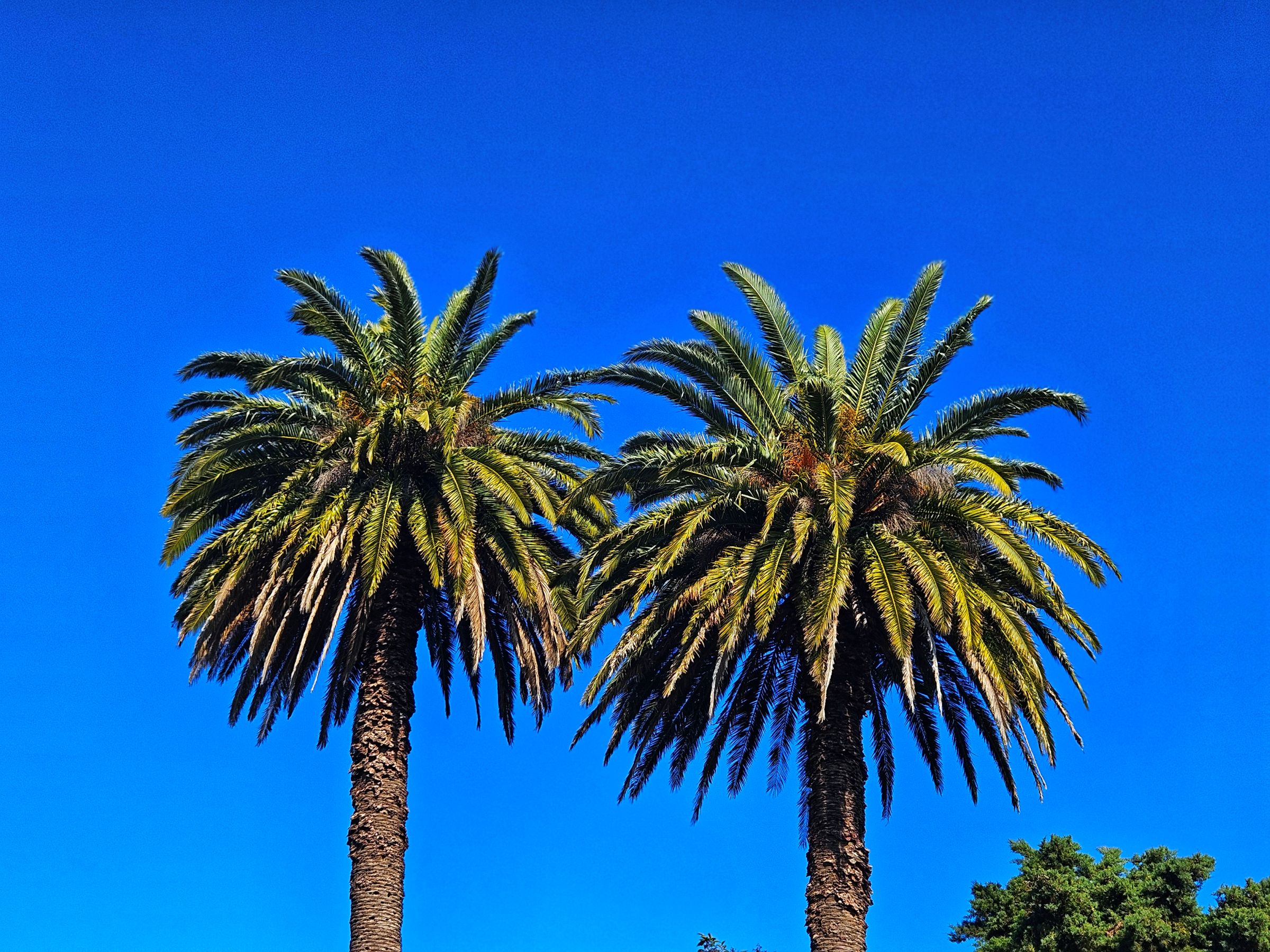 Argentina declara la guerra al Picudo Rojo: Resolución 262/2025 y su impacto regional