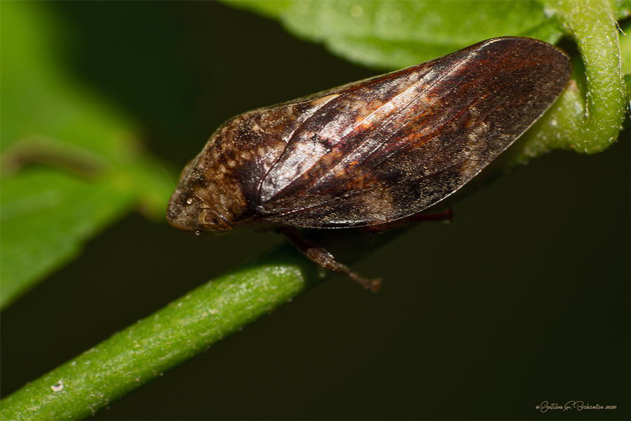 Chicharrita de la espuma