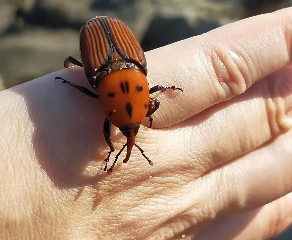 Diario El Observador - Uruguay