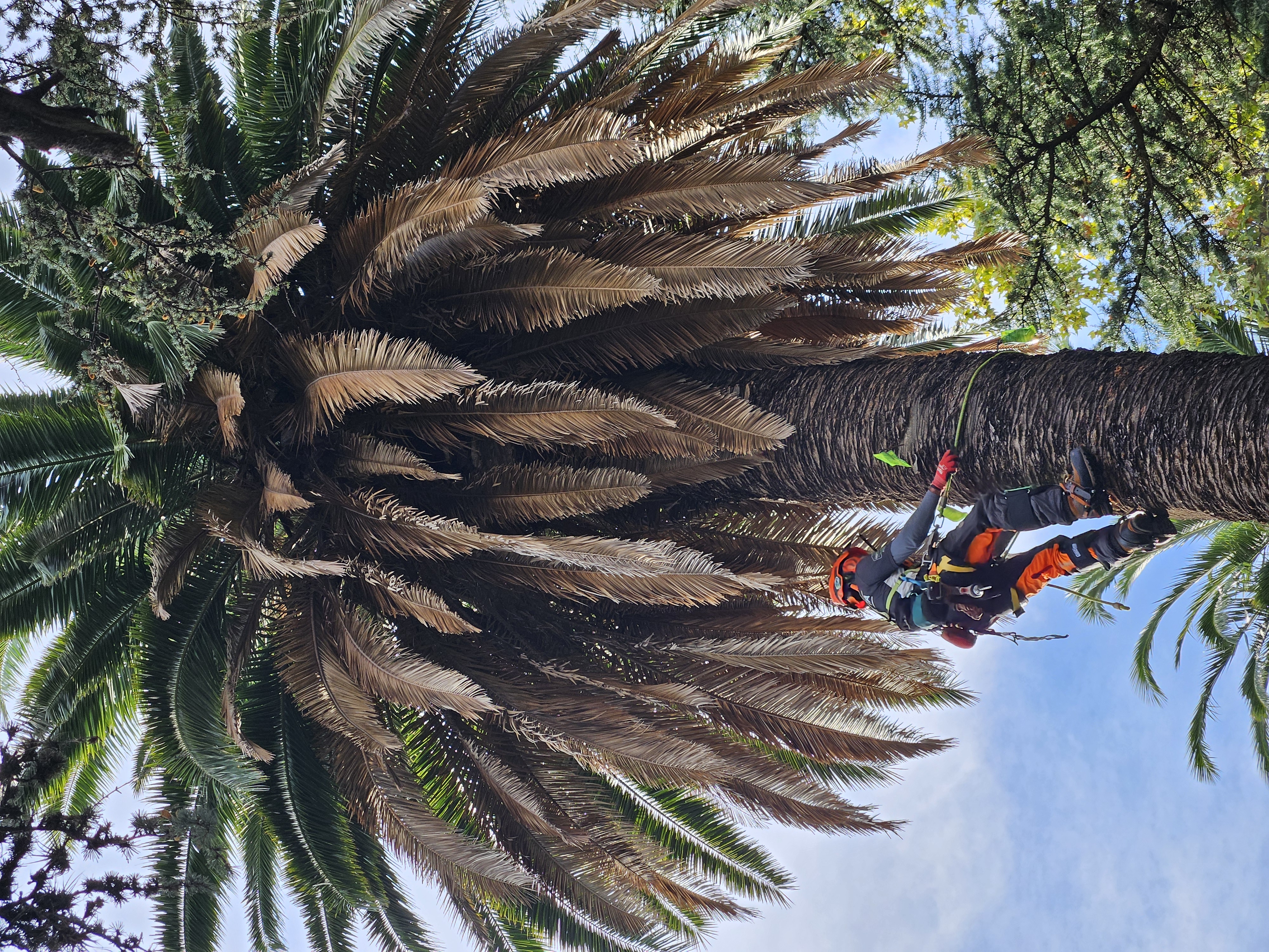 Tratamientos contra picudo rojo en palmeras