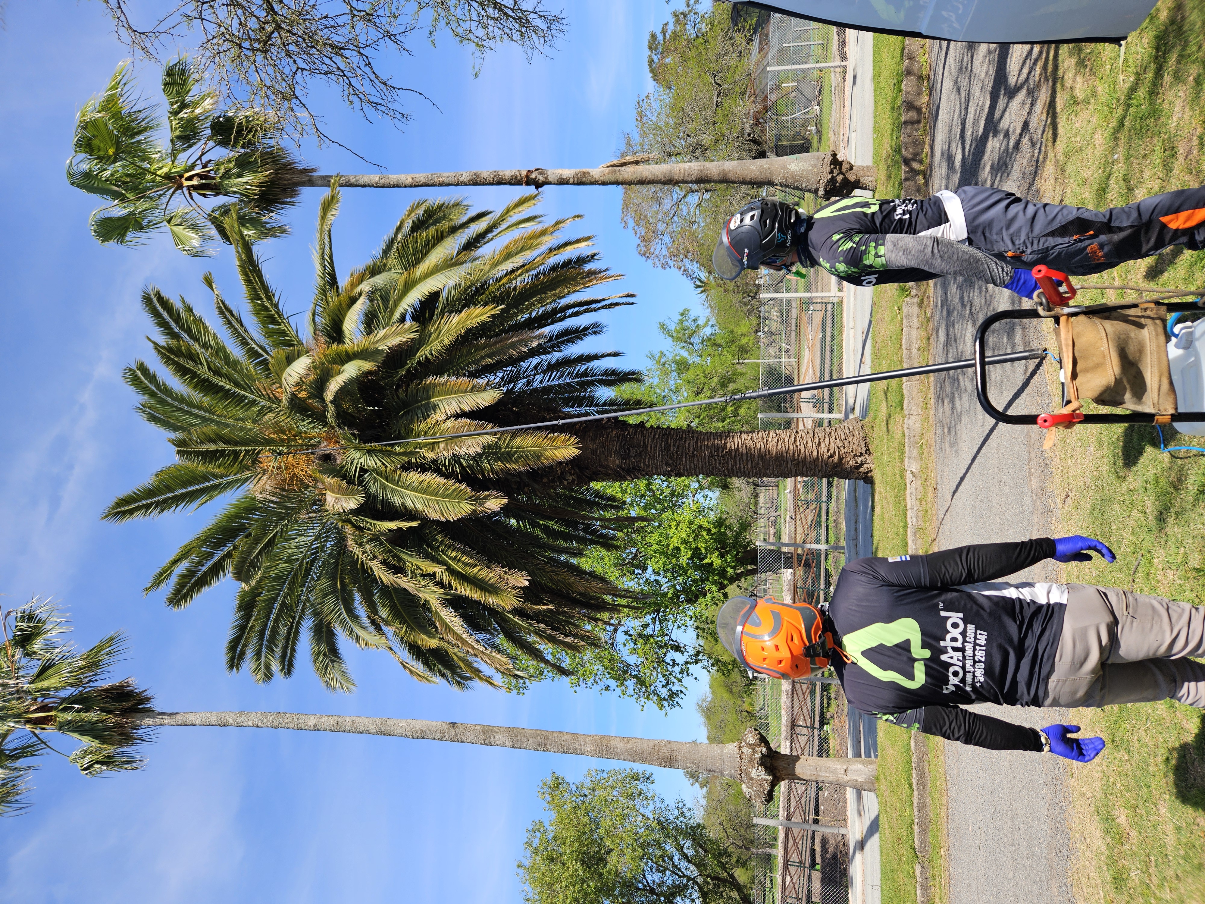 Diagnóstico técnico de árboles y palmeras