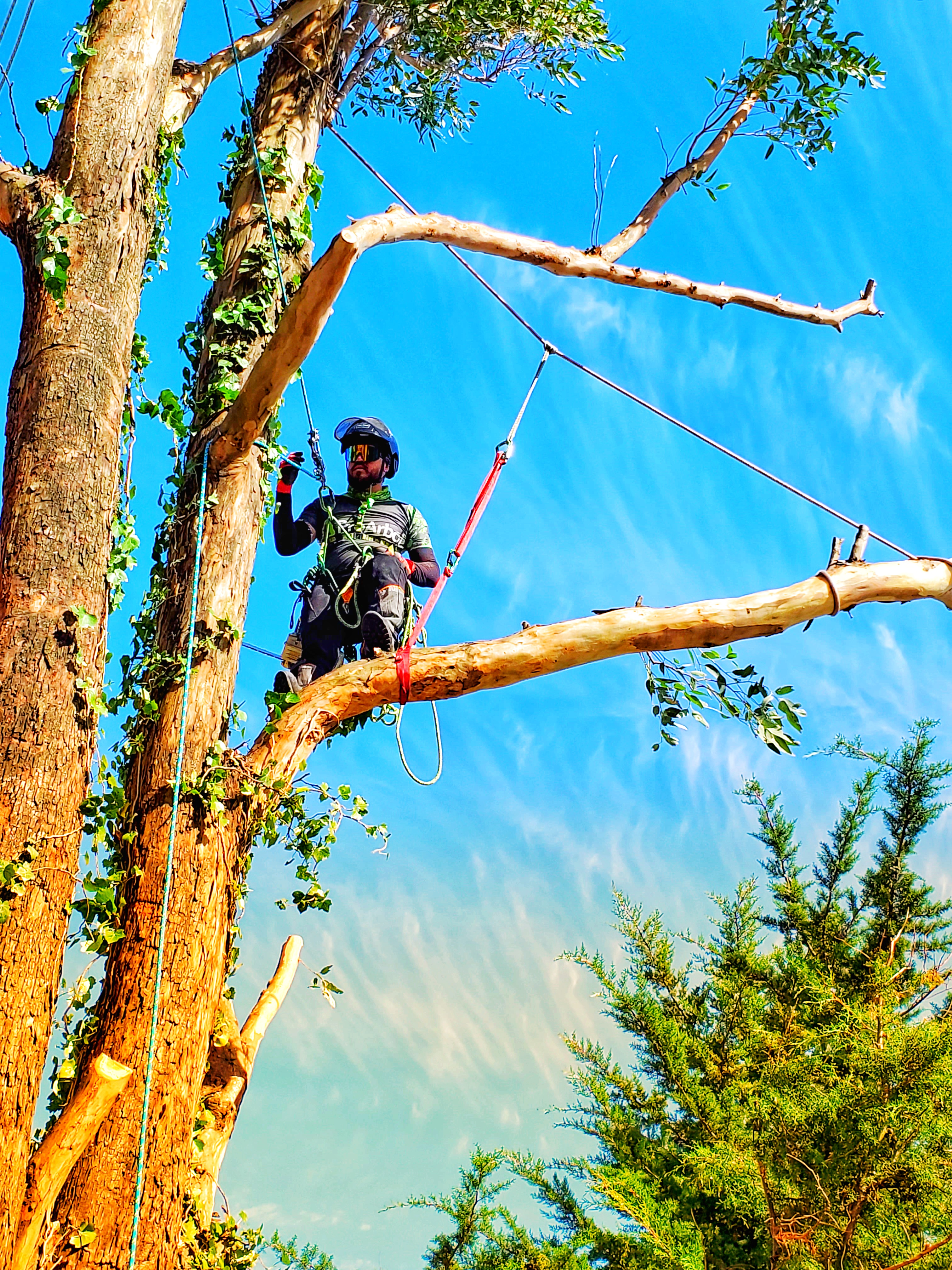 Servicio de poda y tala de árboles y palmeras