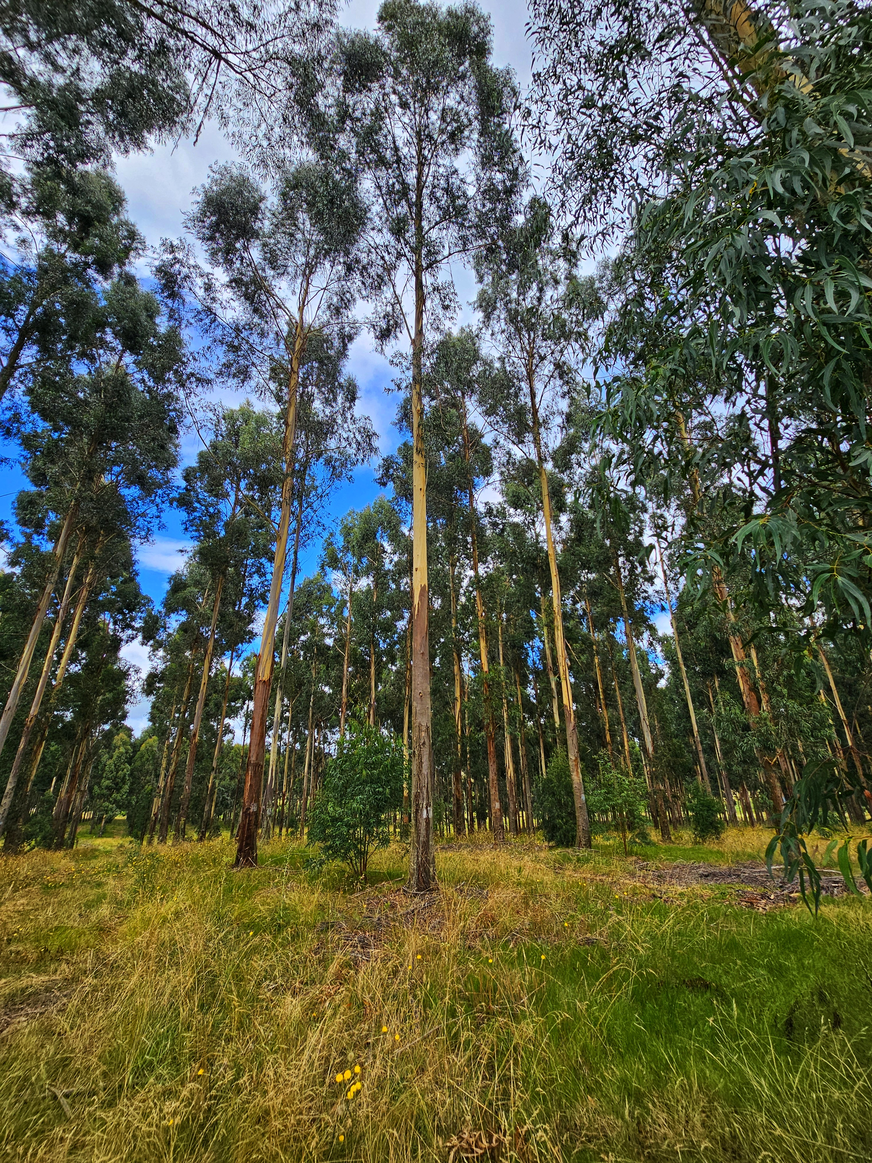Análisis de raíces con TreeRadar