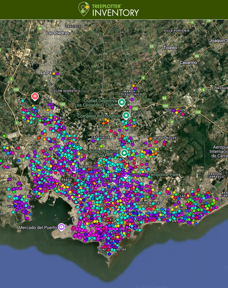 Censos e inventarios de arbolado urbano